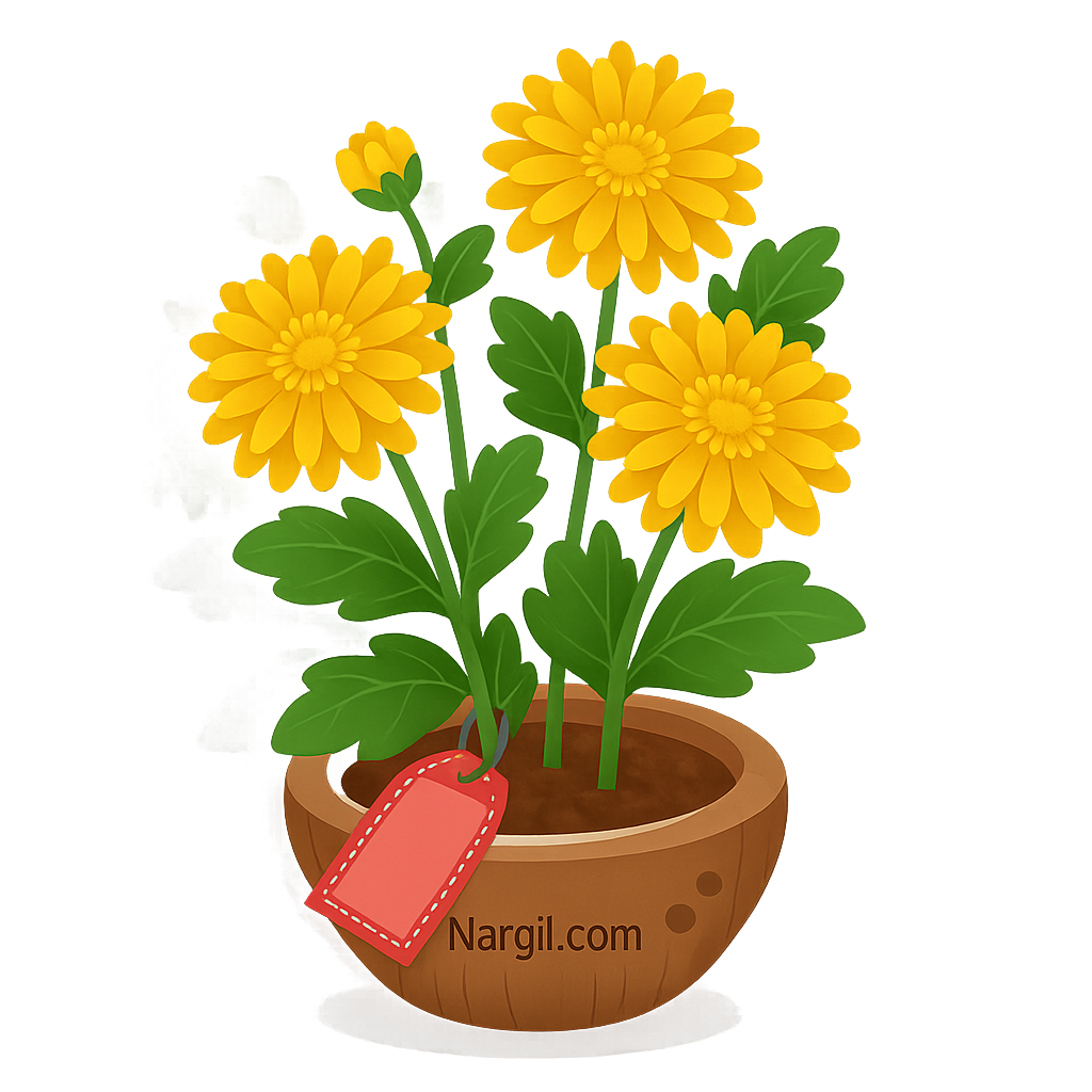  Nargil - Chrysanthemum